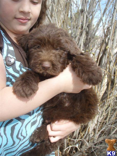 Puppies in IA